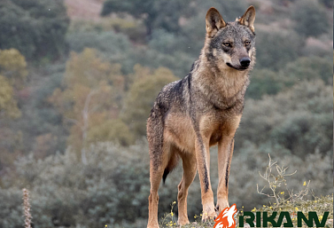 Поведение волка. Продолжение.