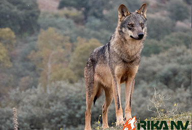 Поведение волка. Продолжение.