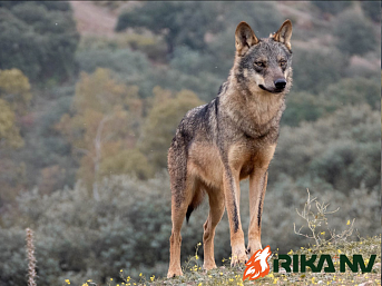 Поведение волка. Продолжение.